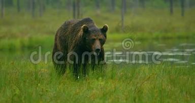 晚上在森林里<strong>自由行</strong>走的成年棕熊的特写镜头